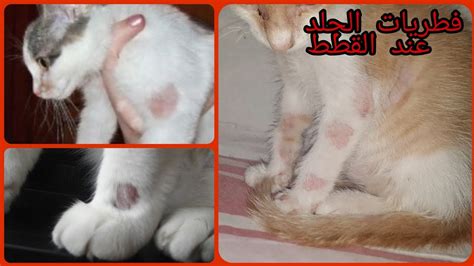 امراض القطط الجلدية